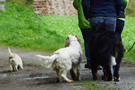 Dukeries' Clumber Spaniel Leya