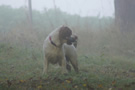 Clumber Spaniel im Nebel