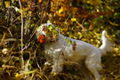 Clumber Spaniel beim Dummytraining im Herbstwald