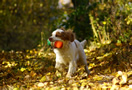 Clumber Spaniel beim Dummytraining