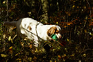 Clumber Spaniel beim Dummytraining