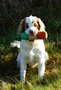 Clumber Spaniel beim Dummytraining