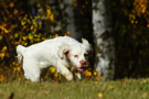 Clumber Spaniel beim Dummytraining im Herbstwald