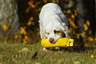 Clumber Spaniel beim Dummytraining