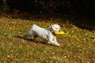 Clumber Spaniel beim Dummytrainingim Herbstwald 