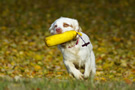 Dukeries' Clumber Spaniel Sparkle