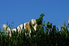 Clumber Spaniel