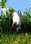 Clumber Spaniel