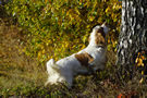 Dukeries' Clumber Spaniel Aven