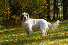 Clumber Spaniel