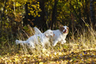 Dukeries' Clumber Spaniel Leya