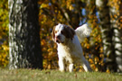 Clumber Spaniel