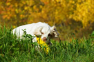 Dukeries' Clumber Spaniel Sparkle