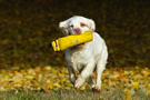 Dukeries' Clumber Spaniel Sparkle