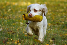 Dukeries' Clumber Spaniel Sparkle