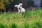 Clumber Spaniel springend im Feld
