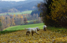 Dukeries' Clumber Spaniel Sparkle