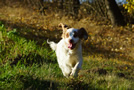 Dukeries' Clumber Spaniel Leya