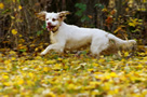 Clumber Spaniel