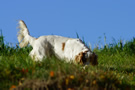 Clumber Spaniel