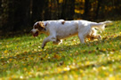 Clumber Spaniel