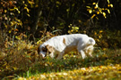 Dukeries' Clumber Spaniel Leya