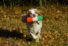 Clumber Spaniel