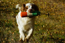 Dukeries' Clumber Spaniel Leya