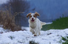 Clumber Spaniel