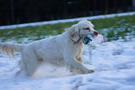 Clumber Spaniel