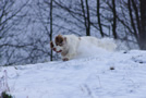 Clumber Spaniel