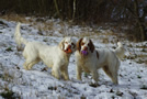 Clumber Spaniel im Schnee