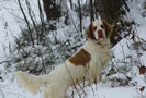 Dukeries' Clumber Spaniel Aven