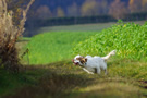 Clumber Spaniel