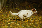 Clumber Spaniel Clumber Spaniel