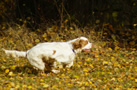 Dukeries' Clumber Spaniel Leya