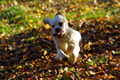 Clumber Spaniel