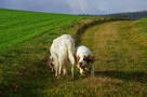 Clumber Spaniel