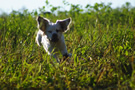 Clumber Spaniel