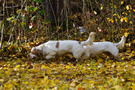 Dukeries' Clumber Spaniel Aven