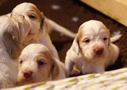 Clumber Spaniel Welpen - puppies