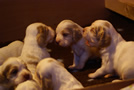 Clumber Spaniel Welpen - puppies