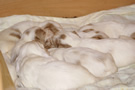 Clumber Spaniel Welpen - puppies