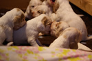 Clumber Spaniel Welpen - puppies