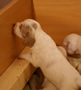 Clumber Spaniel Welpen - puppies