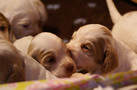 Clumber Spaniel Welpen - puppies