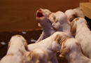 Clumber Spaniel Welpen - puppies