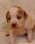 Clumber Spaniel Welpen - puppies