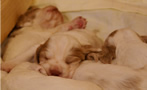 Clumber Spaniel Welpen - puppies