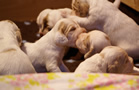 Clumber Spaniel Welpen - puppies